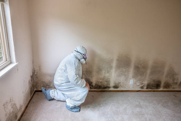 Best Commercial Mold Inspection  in Buckner, MO