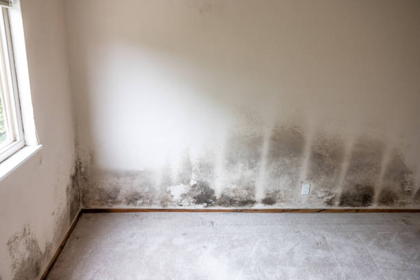 Best Asbestos and Lead Testing During Mold Inspection  in Buckner, MO